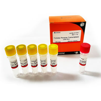 Foreasy M-MLV Odwrotna transkryptaza do zestawów PCR do przedłużania syntezy CDNA z polimerazą DNA