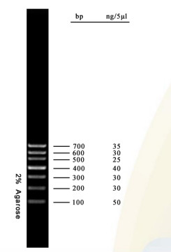 Zestaw DNA Marker Agarose Gel PCR Drabinka DNA 700 pz do testów biologii molekularnej
