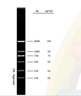 2000bp DNA Marker Żel agarozowy Zestaw PCR Drabina DNA do badań