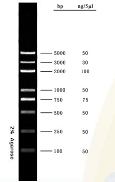 Zestaw DNA Marker Agarose Gel PCR Kit DNA Ladder 5000bp do badań biologii molekularnej